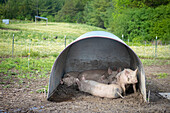 Pigs resting under a shelter