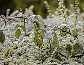 Frost covered bramble