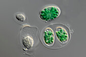 Glaucocystis sp. algae, light micrograph