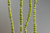 Groenbladia undulata algae, light micrograph