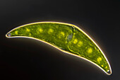 Closterium moniliferum alga, light micrograph