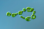 Xanthonema sp. algae, light micrograph