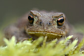 Common toad