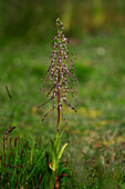 Lizard orchid (Himantoglossum hircinum)