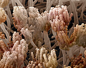 Aspergillus niger fungus, SEM