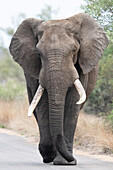 African elephant bull