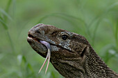 Rock monitor lizard with protruding tongue