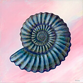 Iridescent fossil ammonite, illustration