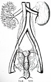 Human kidneys, 18th century illustration