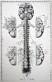 Brain and spinal nerves, 18th century illustration