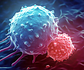 T cell attacking cancer cell, illustration