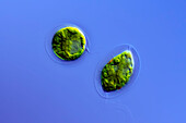 Haematococcus pluvialis algae, light micrograph