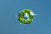 Phacus ranula alga, light micrograph