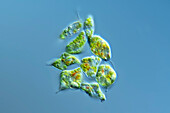 Phacus smulkowskianus algae, light micrograph