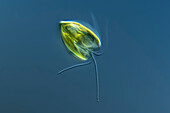 Pyramimonas amylifera alga, light micrograph