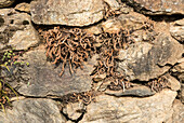 Rustyback fern (Asplenium ceterach) during drought