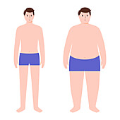 Obese and normal weight man, illustration