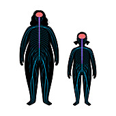 Nervous system, illustration