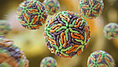 Flaviviridae viruses, illustration
