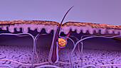 Hair follicle, illustration