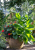 Dahlien (Dahlia) und Zucchinipflanze in Tontopf