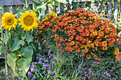 Elfenspiegel (Nemesia) Sonnenbraut (Helenium), Sonnenblumen (Helianthus) und Rutenhirse im Gartenbeet