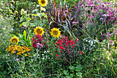 Sonnenblumen (Helianthus), Sonnenbraut (Helenium), Herbstastern, Knoblauchsrauke, Rotes Federborstengras (Pennisetum setaceum Rubrum) in Blumenbeet