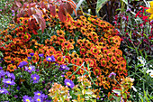Sonnenbraut (Helenium), Herbstastern und Großblütige Abelie  (Abelia grandiflora) in Blumenbeet