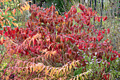 Japanische Schneeball (Viburnum plicatum) im Herbstlaub im Garten