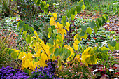 Judasbaum(Cercis), Großblütige Abelie (Abelia Grandiflora), und Kissen-Aster (Aster dumosus) in herbstlichem Garten