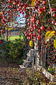 Ornamental apple tree with fruit in the autumn garden