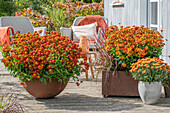 Flowerpots on the terrace with sunflower (Helenium), chrysanthemum (Chrysanthemum), Japanese blood grass (Imperata cylindrica), feather bristle grass 'Rubrum' (Pennisetum setaceum)