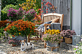 Blumentöpfe auf der Terrasse, alter Zinkeimer mit Sonnenbraut (Helenium), Felsen-Fettblatt (Sedum cauticola), Purpur-Fetthenne (Sedum telephium), Herbstastern und Hund