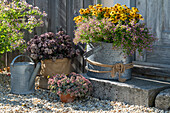Blumentöpfe auf der Terrasse, alter Zinkeimer mit Sonnenbraut (Helenium), Felsen-Fettblatt (Sedum cauticola), Purpur-Fetthenne (Sedum telephium)