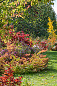 Herbstliches Blumenbeet mit Sumpf-Wolfsmilch (Euphorbia palustris), Kissenaster (Aster dumosus), Herbstanemonen, Japanischem Schneeball (Viburnum plicatum) im Garten