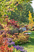 Herbstliches Blumenbeet mit Sumpf-Wolfsmilch (Euphorbia palustris), Kissenaster (Aster dumosus), Herbstanemonen, Japanischem Schneeball (Viburnum plicatum) im Garten