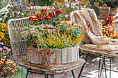 Blumenschale mit Besenheide (Calluna vulgaris), Chrysanthemen (Chrysanthemum), Purpur-Fetthenne (Sedum telephium) und Hagebutten auf Terrassenstuhl