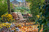 Sitzplatz im Garten mit Herbstchrysanthemen (Chrysanthemum), Hedera (Efeu) und Herbstlaub