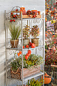 Autumnal wall shelf with candles, Chinese lantern (Physalis Alkekengi), common heather (Calluna vulgaris) 'Sunset Line', rose hips of beach rose (Rosa rugosa), stonecrop thick leaf (Sedum takesimense) 'Atlantis', curly sedge (Carex albula) 'Frosted Curls', Coprosma