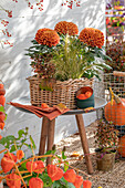 Autumn Chrysanthemum 'Cocori', Coprosma 'Red Ruby' and New Zealand hair sedge (Carex comans) 'Frosted Curls' in a flower bowl, Chinese lanterns (Physalis Alkekengi) and Hokkaido pumpkin as patio decoration