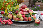 Apfelsorten, Apfel 'Topaz' (Malus domestica), Apfelsorte 'Roter Mond', Apfel 'Berner Rosenapfel' und Herbstapfel 'McIntosh', Zierapfel 'Red Sentinel' auf Tablett