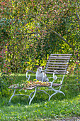 Dog on deck chair in autumn garden under ornamental apple tree