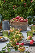 Table decoration with apples (Malus Domestica), ornamental apples 'Golden Hornet', 'Red Sentinel' and 'Evereste', fruit harvest