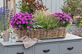 Herbstdeko aus Astern (Aster dumosus), Wollziest (Stachys byzantina), Köcherblume 'Cuphoric Pink' (Cuphea), Zuckermyrthe (Cuphea ramosissima)