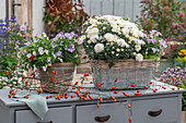 Blumenkasten mit Herbstchrysanthemen (Chrysanthemum), Hornveilchen (Viola cornuta) und Hagebutten