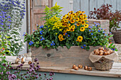 Blumenkasten mit Bleiwurz (Ceratostigma), Goldrute (Solidago) und Sonnenbraut (Helenium)