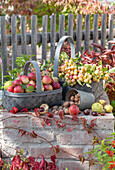Harvest still life with apples, ornamental apples (Malus Domestica), chestnuts and walnuts