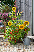 Sonnenblumen (Helianthus) und Lampionblume (Physalis Alkekengi) im Topf als Terrassendeko