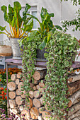 Pflanztöpfe mit Gundelrebe (Glechoma herderacea) 'Dappled Light' und Mangold auf der Terrasse