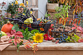 Tischdeko zu Erntedank mit Kürbis, Bohnen, Tomaten, Paprika, Weintrauben, Walnüsse, Sonnenblume (Helianthus), Zinne (Zinnia)